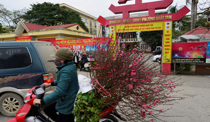 Trước Tết 10 ngày, đào Nhật Tân đã khoe sắc từ vườn về phố